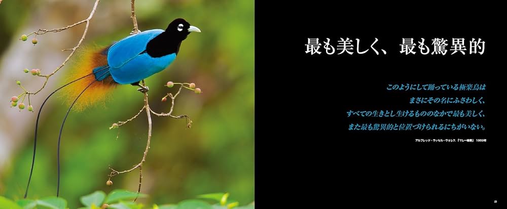 Amazon.co.jp: 極楽鳥 全種 世界でいちばん美しい鳥 : ティム